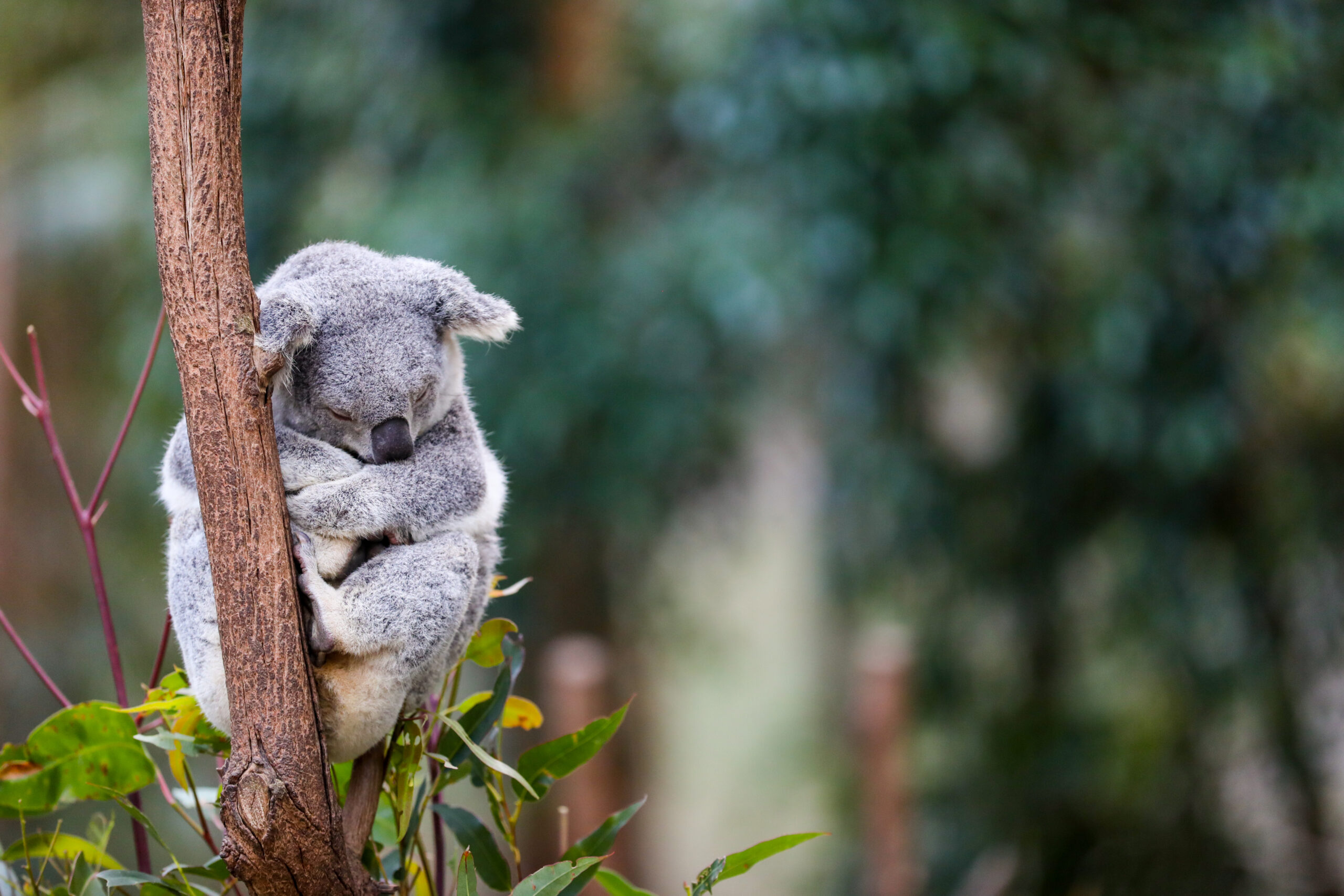 Il 3 maggio è il Wild Koala Day imgpress