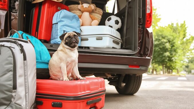 Car trunk with cute pug and luggage. Travel concept