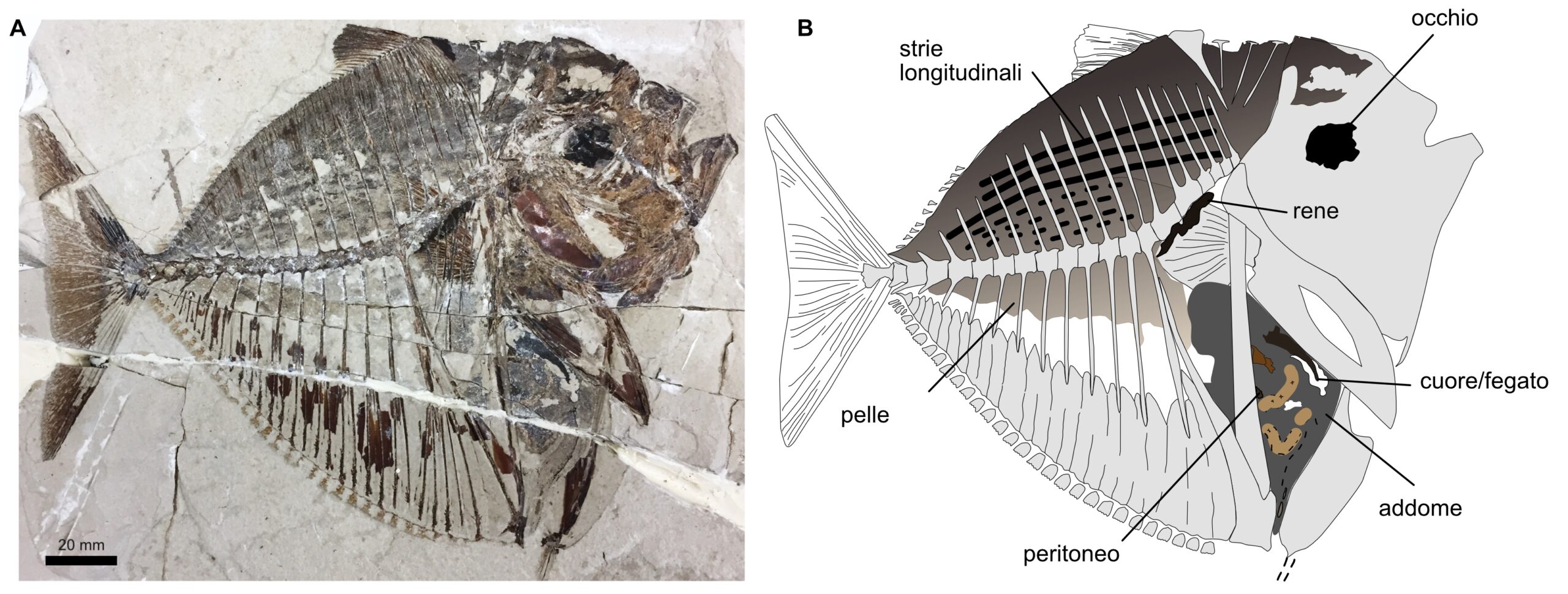 Fig1 002 Imgpress