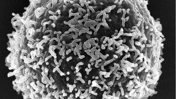 Cellula T (002)