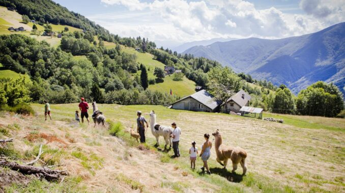 Lamatrekking Monte Comino Copyright Ascona Locarno Tourism foto Wim Kempenaers