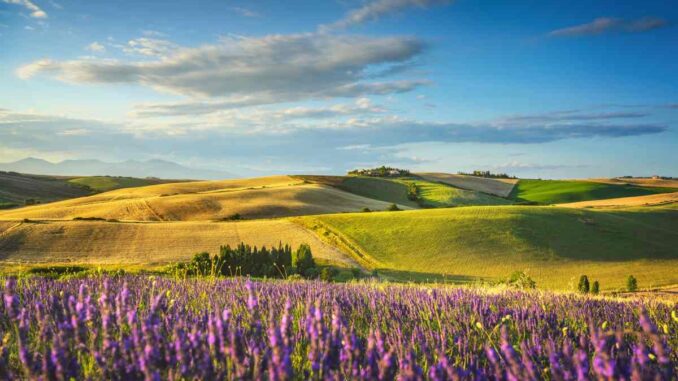 Lavanda(1)