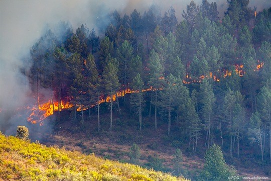 incendio boschi