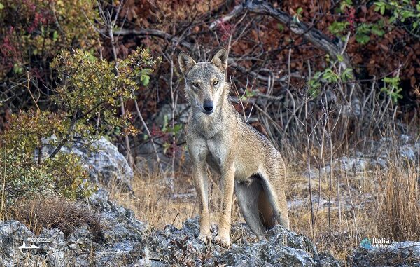 Canis lupus italicus-iannibelli 1-1920 (002)