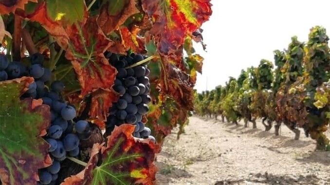 FestaVendemmia25Pachino_Sicilia (2) (002)