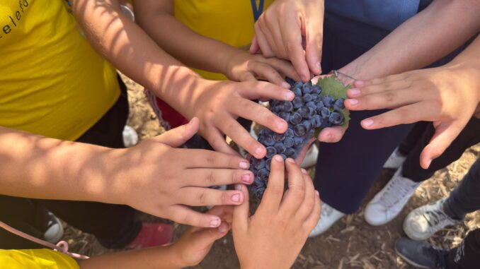 HOME VENDEMMIA
