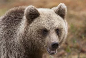 orso-300x202