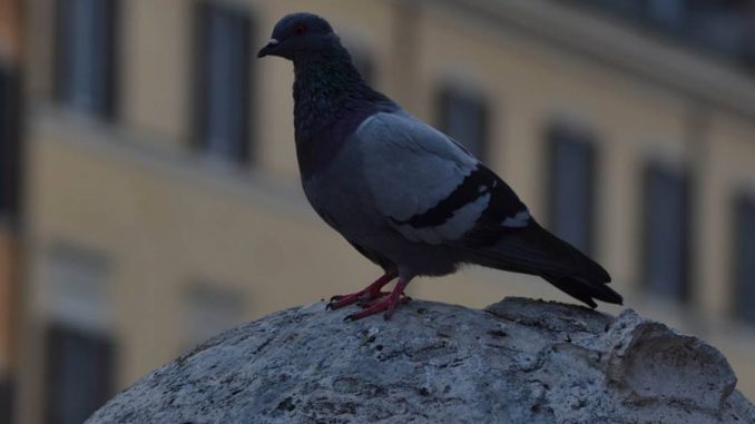 ph_414066.jpg