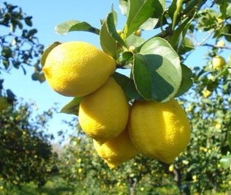 ph_425494.jpg